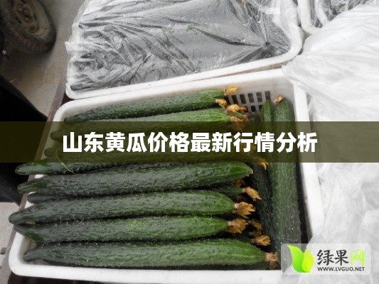 山东黄瓜价格最新行情分析
