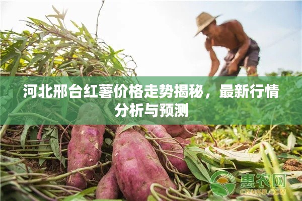河北邢台红薯价格走势揭秘，最新行情分析与预测