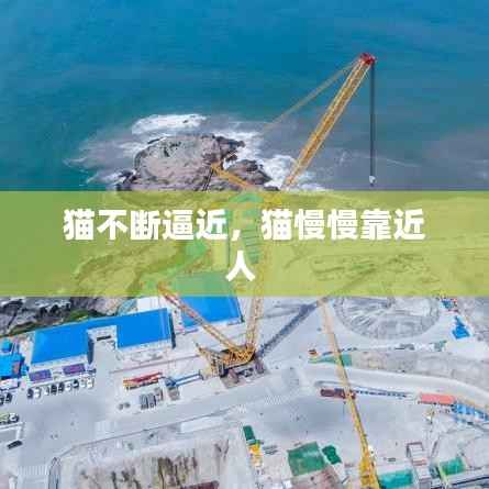 猫不断逼近,猫慢慢靠近人