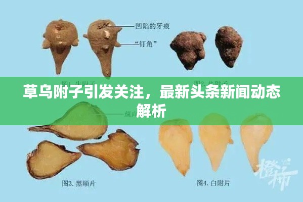 草乌附子引发关注,最新头条新闻动态解析