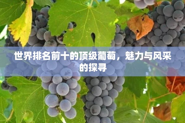 世界排名前十的顶级葡萄，魅力与风采的探寻