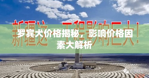 罗宾犬价格揭秘,影响价格因素大解析