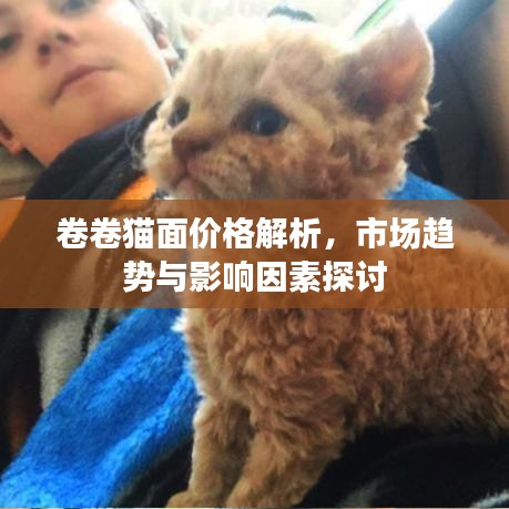 卷卷猫面价格解析，市场趋势与影响因素探讨